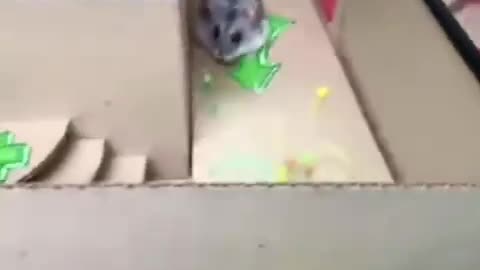 Hamster's passage of the obstacle course