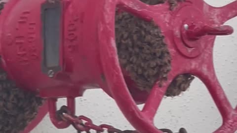 Beekeeper Easily Remove Bees