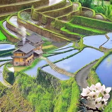 vietnamese terraced fields