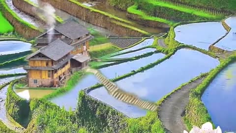 vietnamese terraced fields