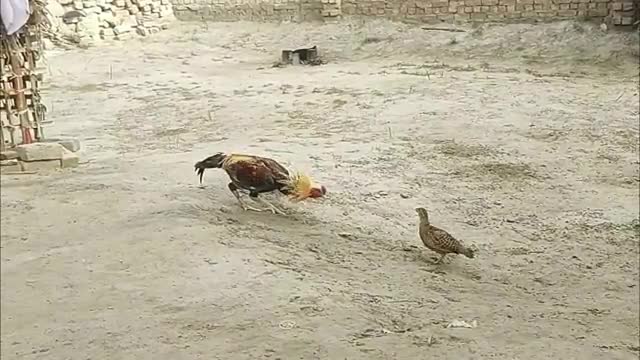 R ooster and chicken Vs Tiny Grey Francolin- fanny video.Video