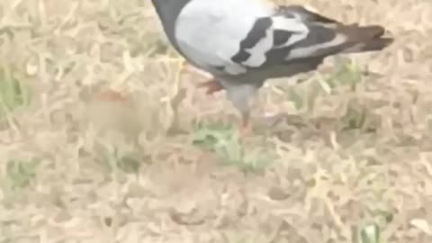 Wild pigeon foraging food