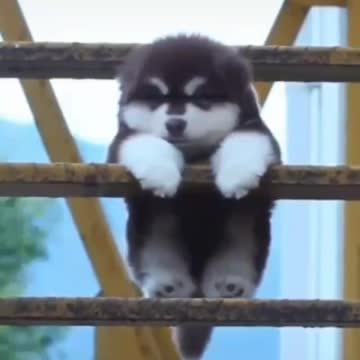 Small husky dog ​​swinging on the ladder