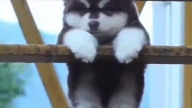 Small husky dog ​​swinging on the ladder