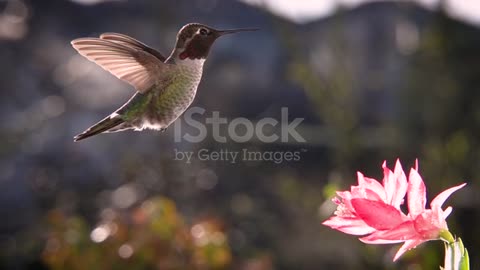 humming bird hovering 🦅🦅