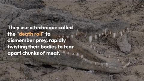 crocodile facts