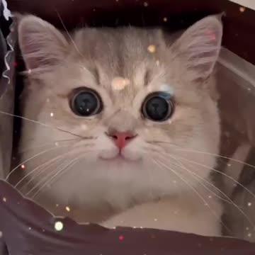Cute cat /waitforend🔥 #viral #short