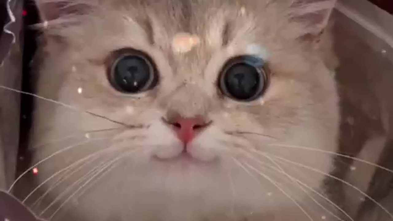 Cute cat /waitforend🔥 #viral #short