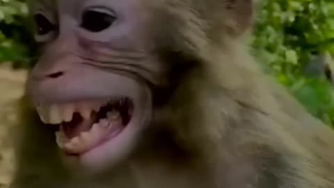Monkey v/s man shorts comedy funny videos