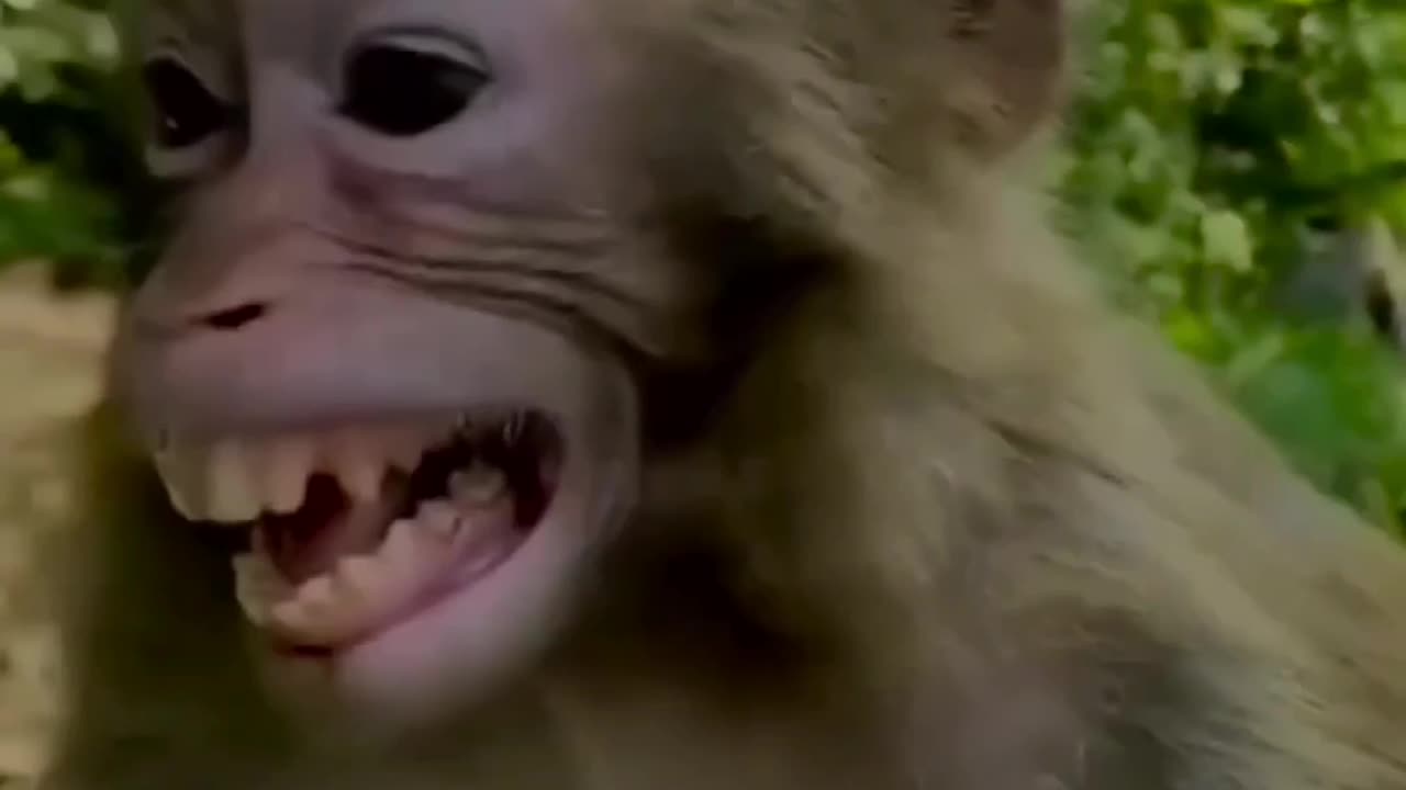 Monkey v/s man shorts comedy funny videos