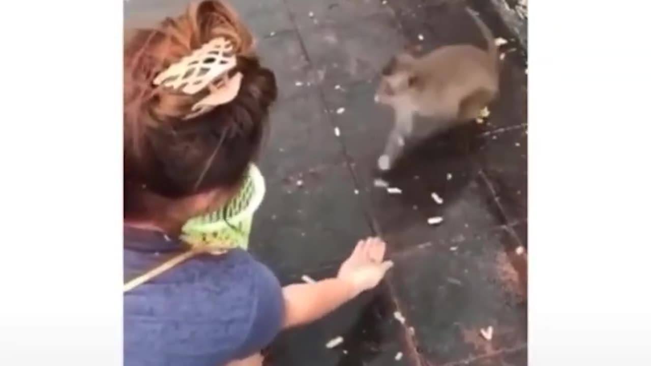 Funny Animal Clips #viral #cat #dog #funny #animals #trending #trendingshorts