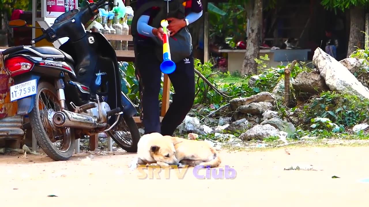 Fans Roar with Laughter: Hilarious Dog Prank Video