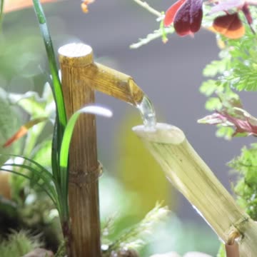 ]_en_2024___Jardín_de_bonsáis,_Pequeños_estanques_de_jard