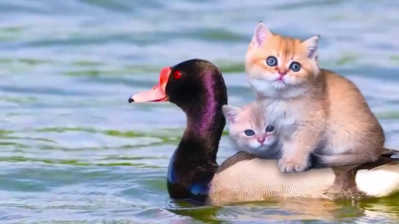 The cat is sitting on top of its companion duck, taking a trip to the sea