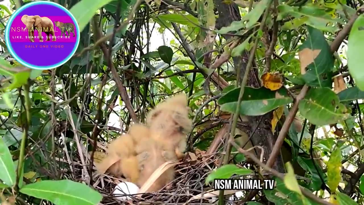 baby birds search for food