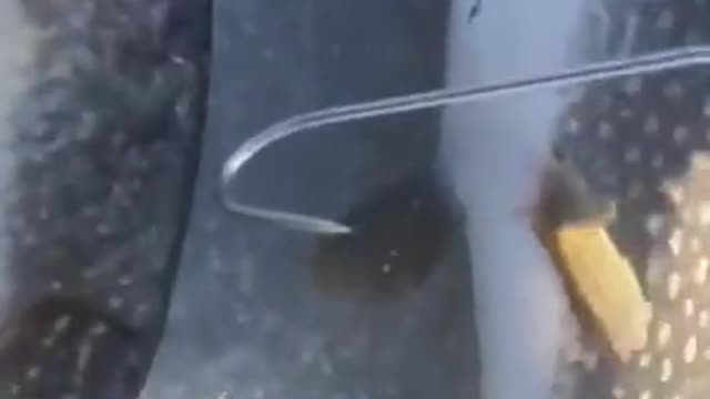 We caught a pike with a bonus