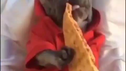 Funny Dog Eats Pizza Funny animal videos | Cute animal videos | Funny dog&cat videos | Hilarious pet videos