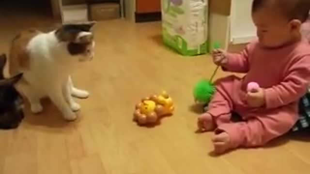Baby VS Cat ! 😼