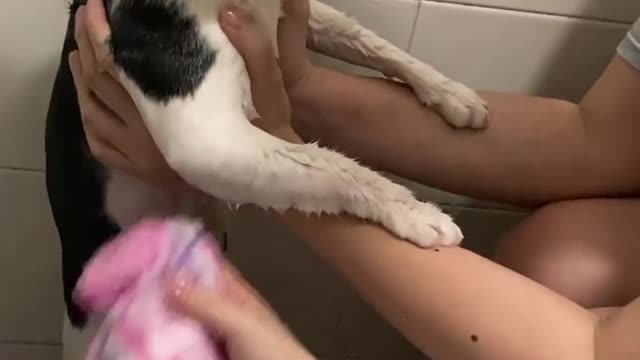 Cat Shower Time