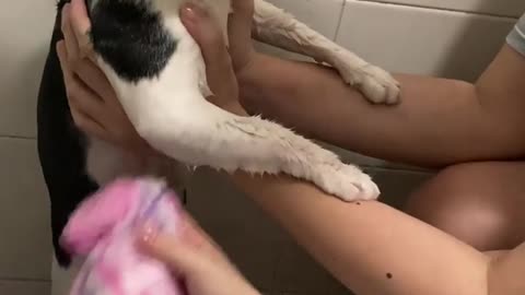 Cat Shower Time