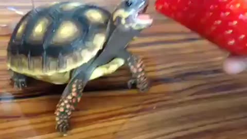 Turtle love strawberry