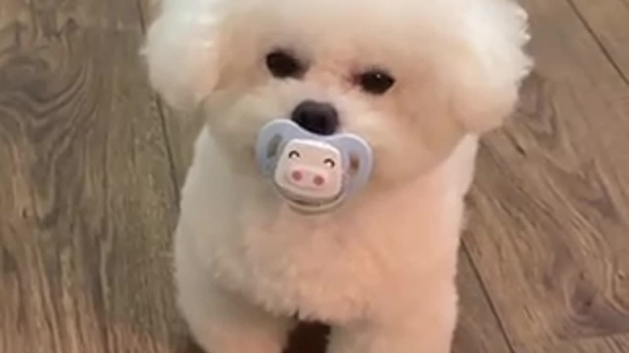 Cute dog