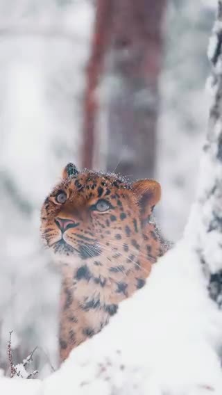 Beautiful Kitty
