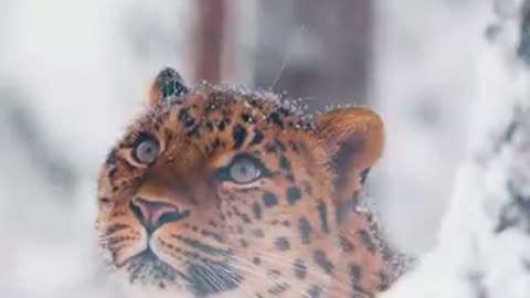 Beautiful Kitty