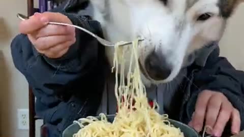 HUSKY-MAN EATS SPAGHETTI!