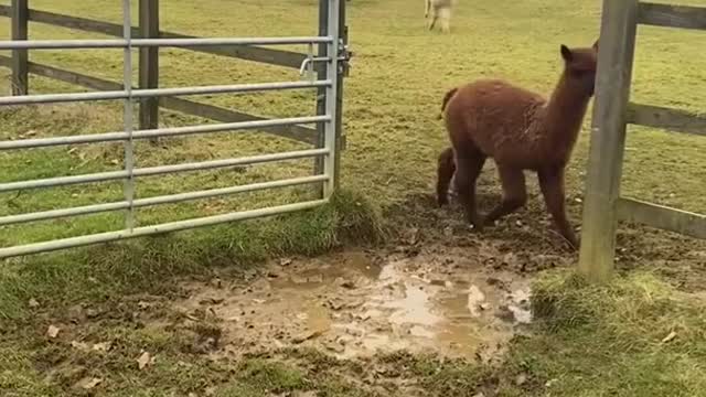 Alpacas Adorably Try to Jump Over Puddle - 1290190