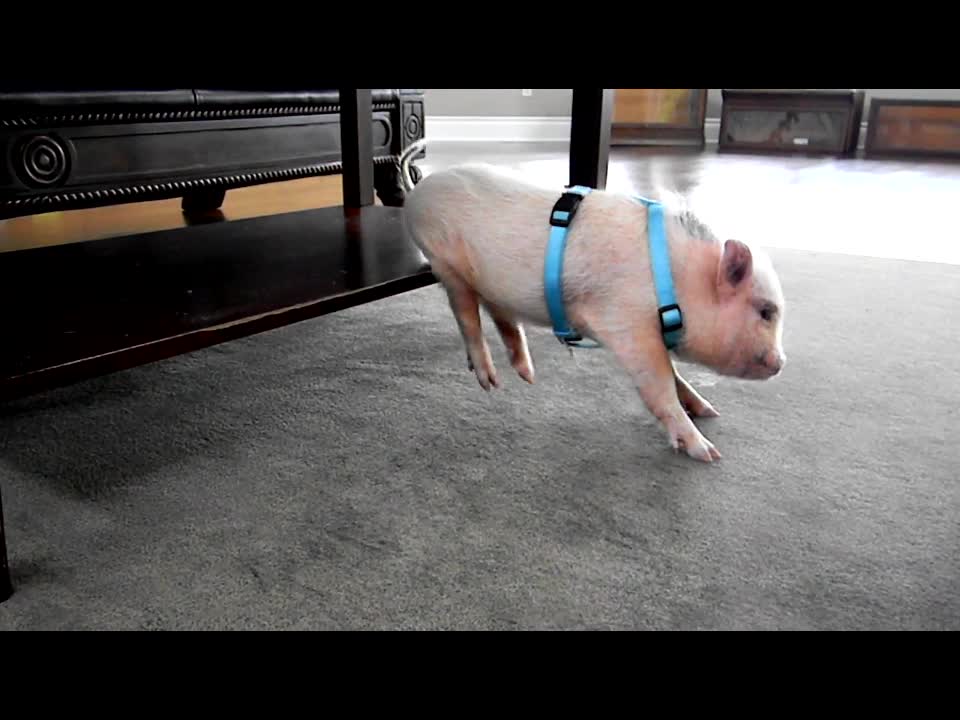 "Dancing" mini pig loves to scratch himself