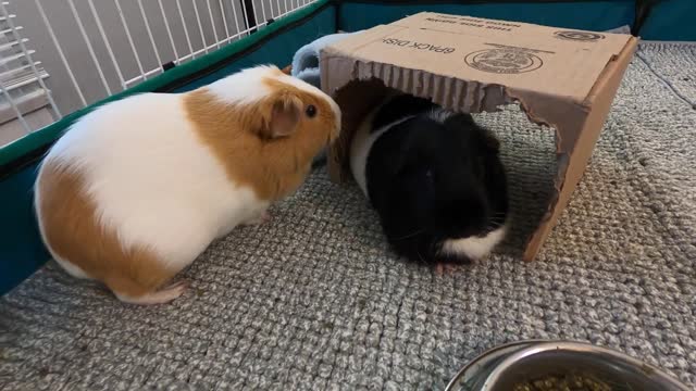 Best guinea pig noises of the wheek!