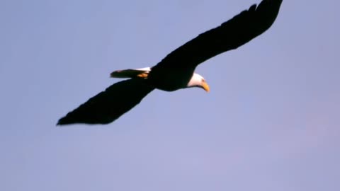 ♦️THE AMAZING BALD EAGLE♦️