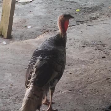 LE COQ SURVEYS THE LAMBS