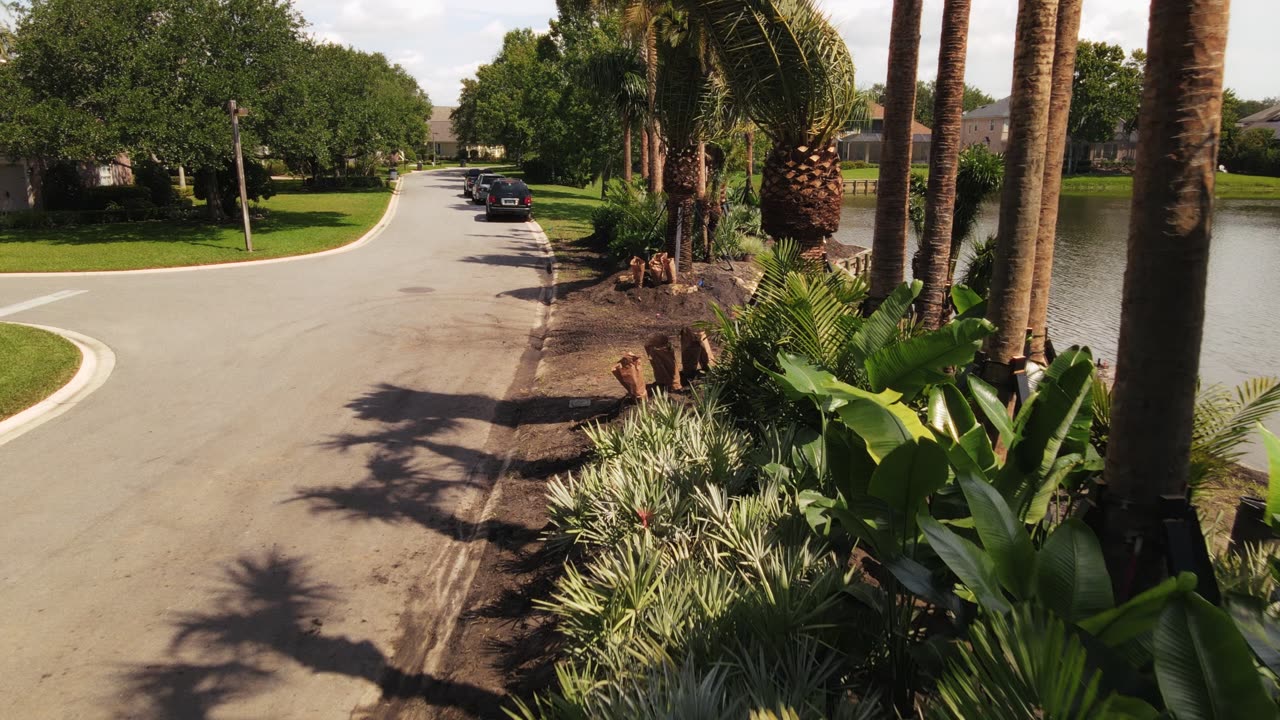 From Boring Lawn to Palm Paradise! Exciting tropical garden transformation update...