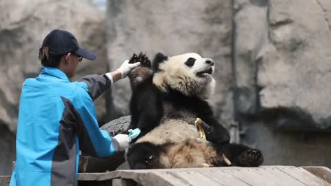 Xue Bao, the giant Panda