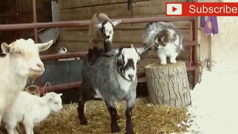 Crazy goats! What is wrong with them!!! Very funny jokes!