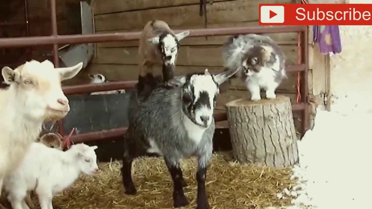 Crazy goats! What is wrong with them!!! Very funny jokes!