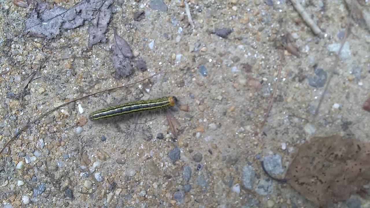 Yellow necked caterpillar