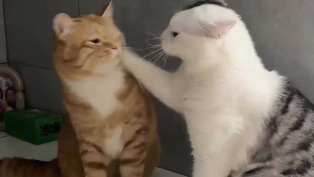 Cute cats playing 😹😹