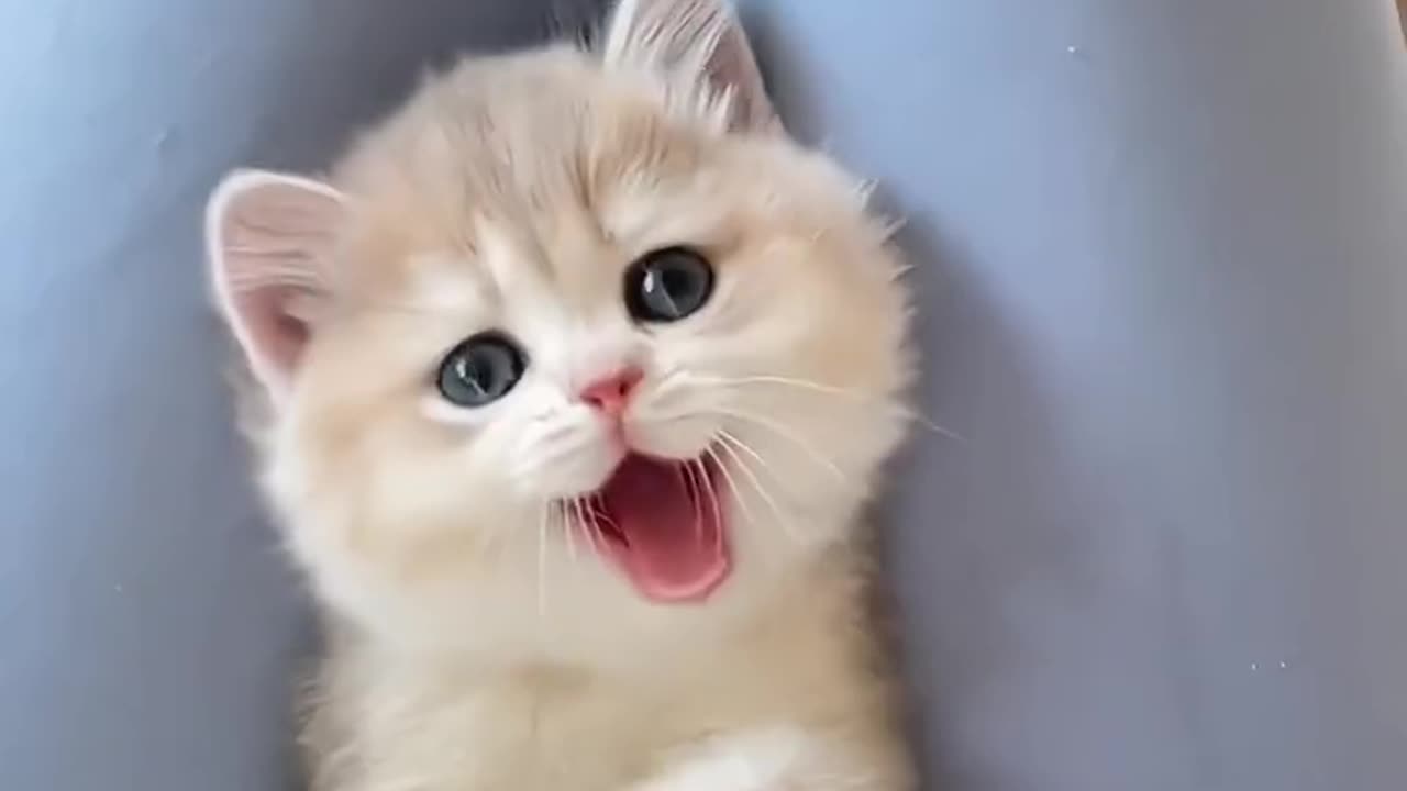 "Eggs, duck eggs, poached eggs, cute kittens to show you"