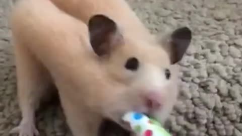 How do hamsters do it🤣