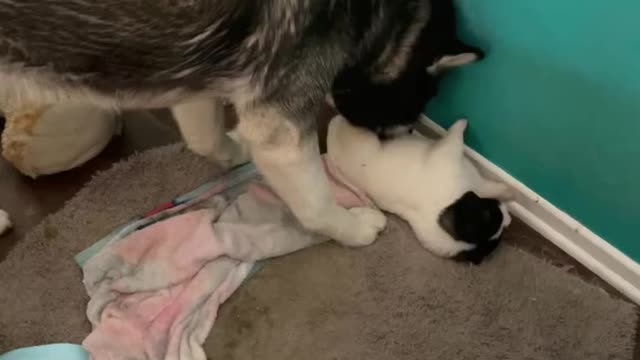 Husky mama clean the Akita puppies