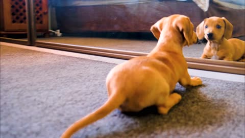 A Funny Dog Looking at a Mirror