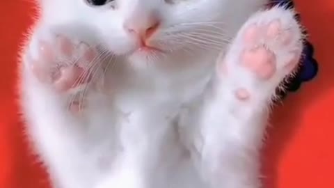 Loving Kitten