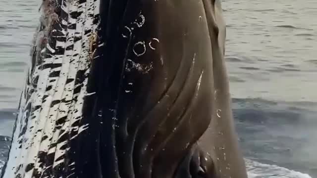 Whale close-up