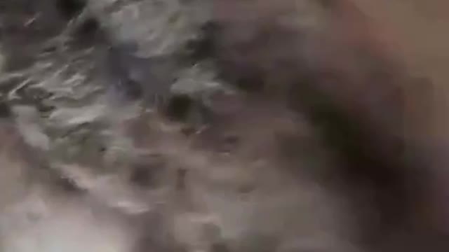 Most Funny and Cute Baby Tiger and Lion Videos funnyplox