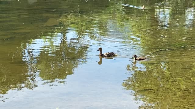 Duck family of 3 Ducklings 2