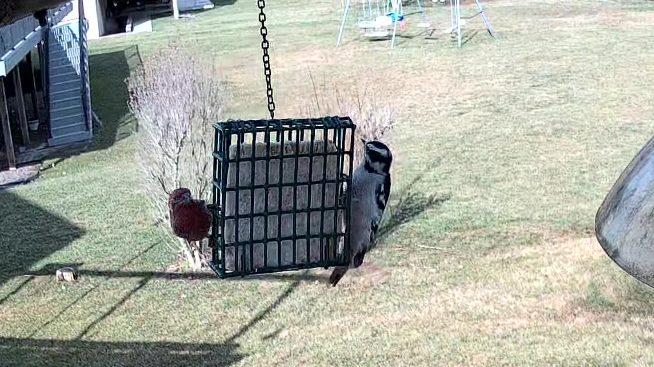 Just a Party at the Feeder