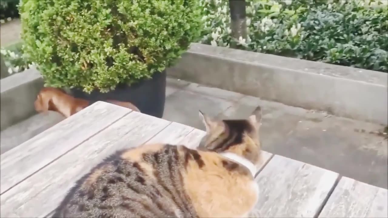 Funny animal just